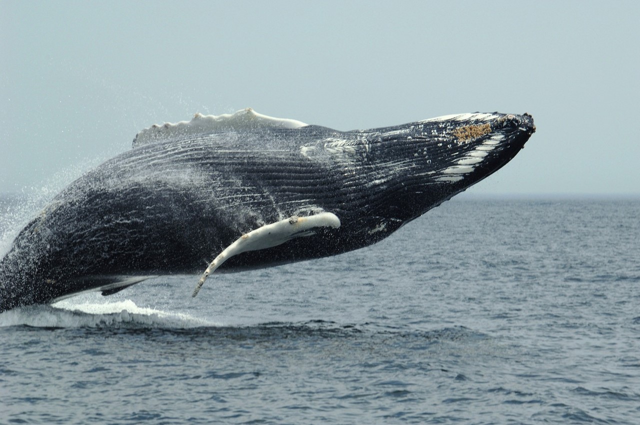 Гренландский кит 