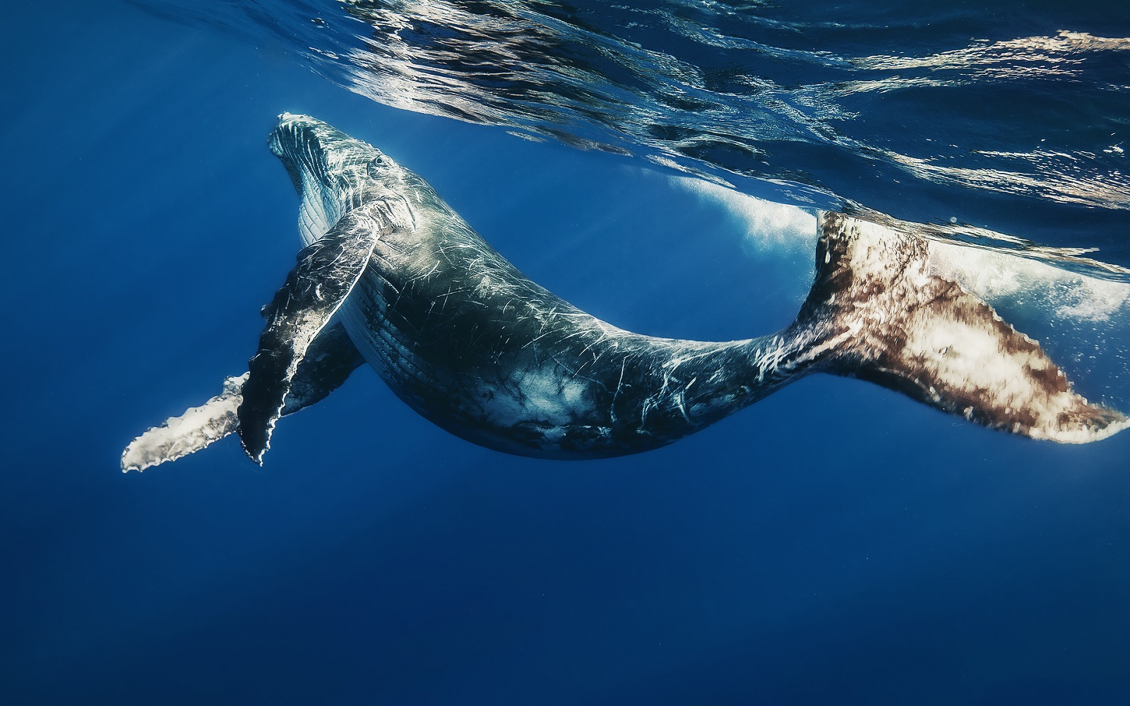 Горбатый кит 
